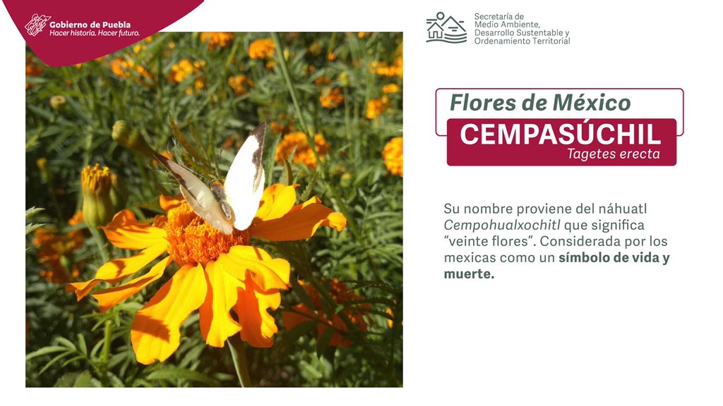 Secretaría de Medio Ambiente on Twitter: Secretaría de Medio Ambiente on Twitter: