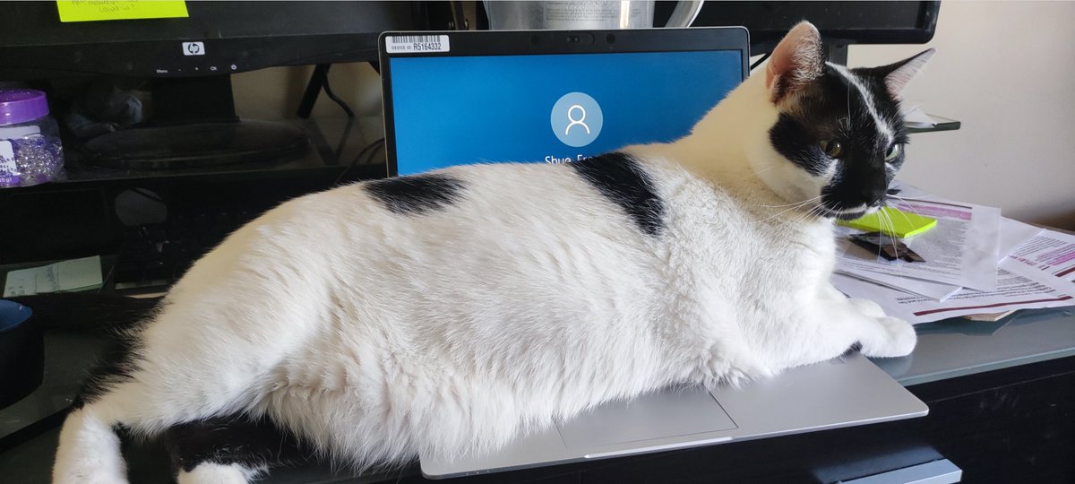 sunflowrbunny's tweet photo. @murphboro This is kitty preventing me from doing work. https://t.co/6YbRlqkOxs