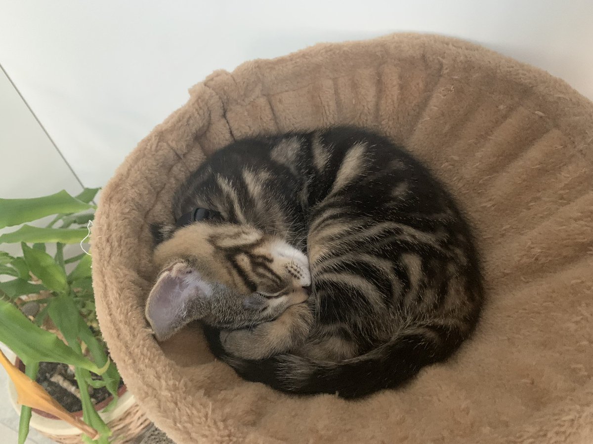 CosmoDjangoIndy's tweet photo. We is very very tired #cats #CatsOfTwitter #kittens #kittensof #twitter https://t.co/30NL6hPo5S