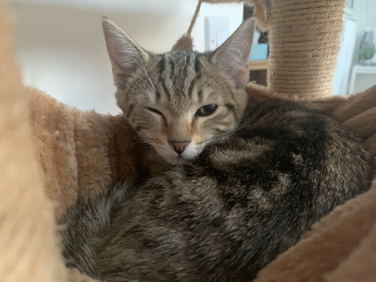 CosmoDjangoIndy's tweet photo. We is very very tired #cats #CatsOfTwitter #kittens #kittensof #twitter https://t.co/30NL6hPo5S