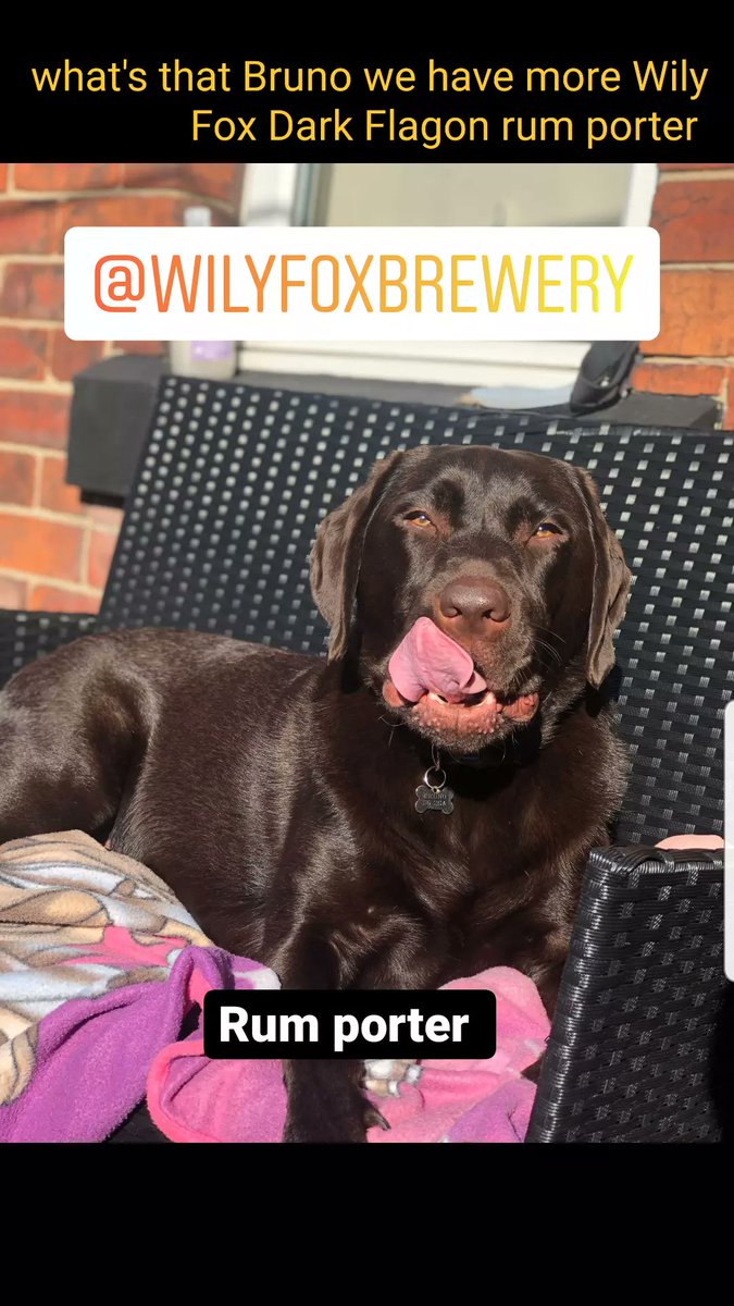NewBarrack's tweet photo. What's that Bruno we have managed to get more barrels of @WilyFoxBrewery #darkflagon #rumporter #S6 #Hillsborough #Sheffield #familyrunpub #pubdog https://t.co/JSVnLx5Lxw