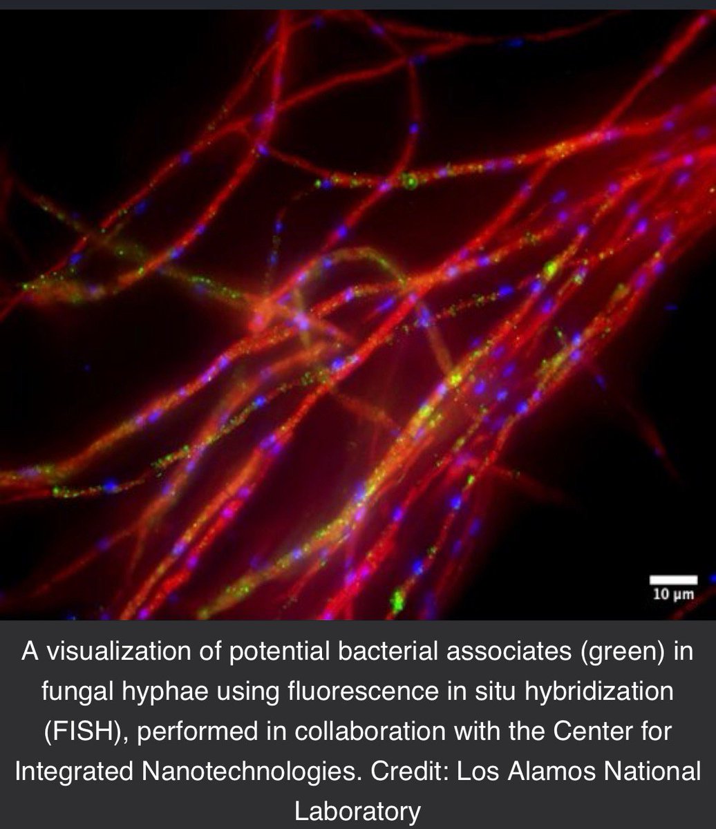 PaulStamets's tweet image. Nature has such a wealth of knowledge for humans yet to discover!
Click the link for the full post:
instagram.com/p/CVVtCTHpvWc/