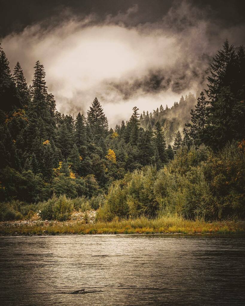 wildingarts's tweet photo. Mornings along this river, with the fog forming and evaporating and forming in the blink of an eye, such beautiful flowing magic between river and sky.
#landscapephotography #landscape_lovers #magicforest #enchantedforest #getoutsideandplay #exploremor… https://t.co/YdCpPw7IcL https://t.co/J78amdFT2v