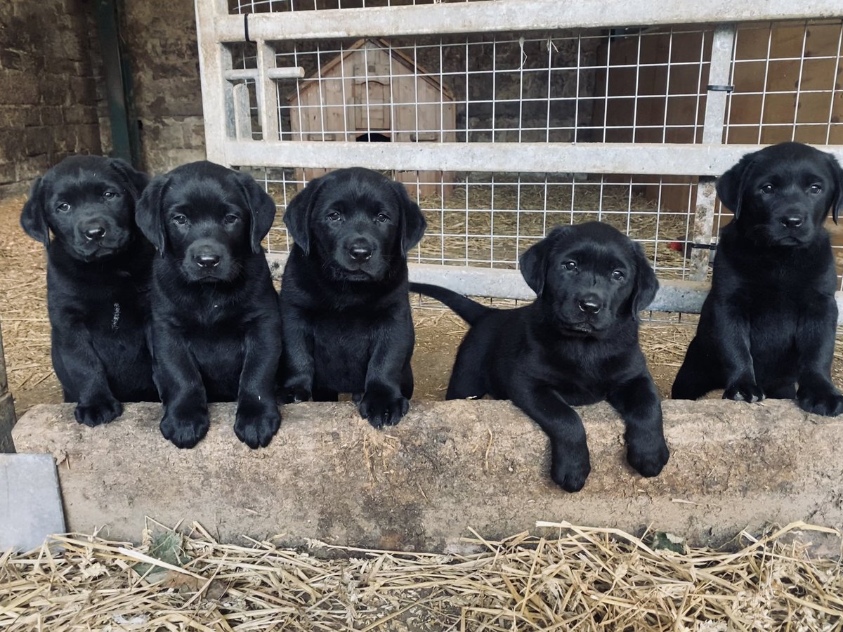 BorewellAngus's tweet photo. Black Lab pups for sale in Northumberland! Ready to go now! 3 boys available and sensibly priced! Message for more info! https://t.co/TZO8iJMmIt