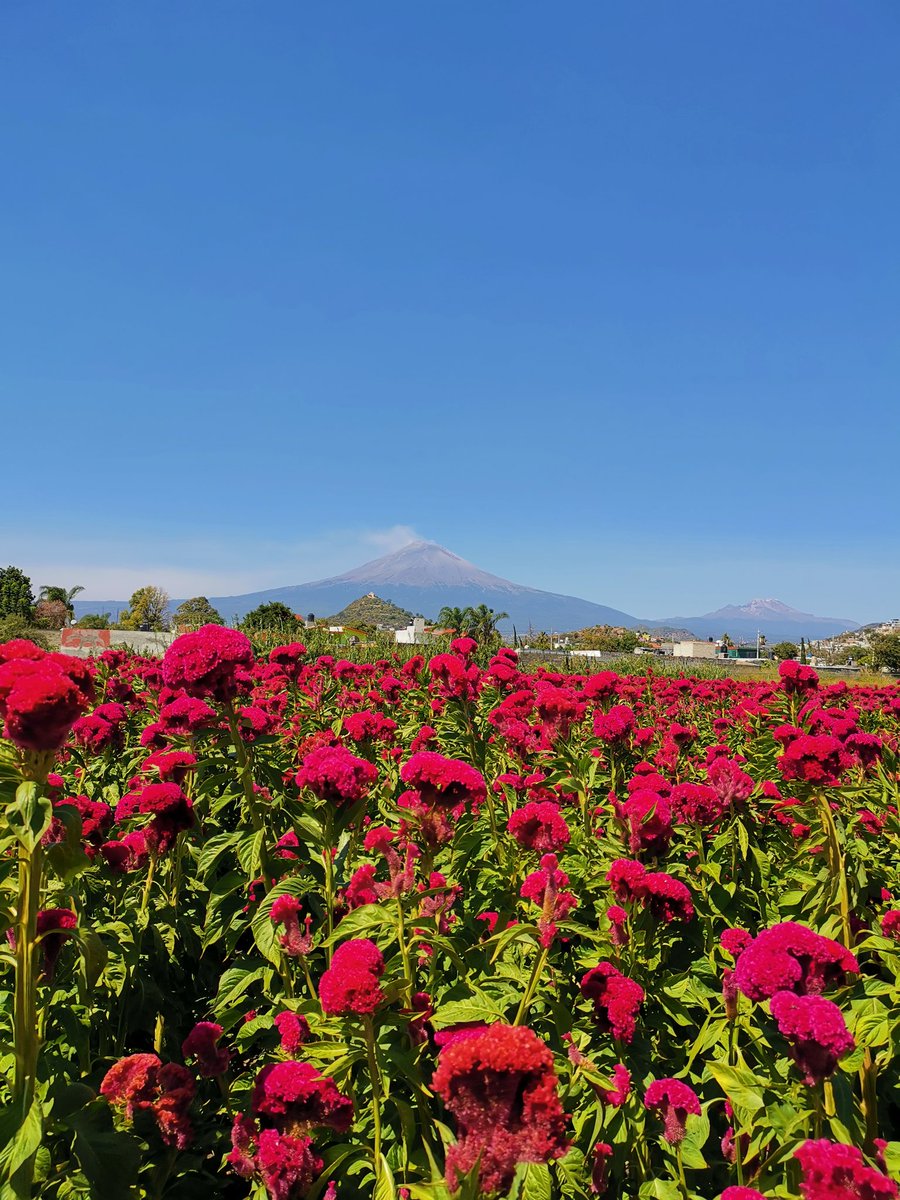¡Ya florecieron! Estos son los mejores lugares para perderse en los campos de cempasúchil 👉 solounviajero.com/?p=957

#cempasuchil #DiaDeMuertos #viajar #viajes #experiencias #FelizViernesATodos #FelizFinde