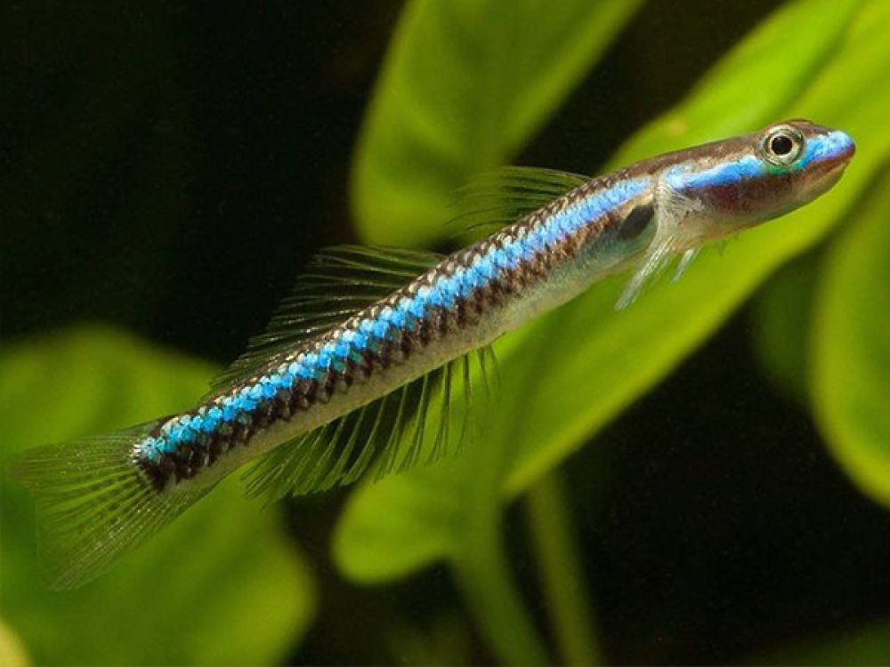 длинные аквариумные рыбы. акантофтальмус (колючеглаз) кюля. длинные аквариумные рыбы. угорь аквариумный макрогнатус. сенегальский дракон полиптерус.