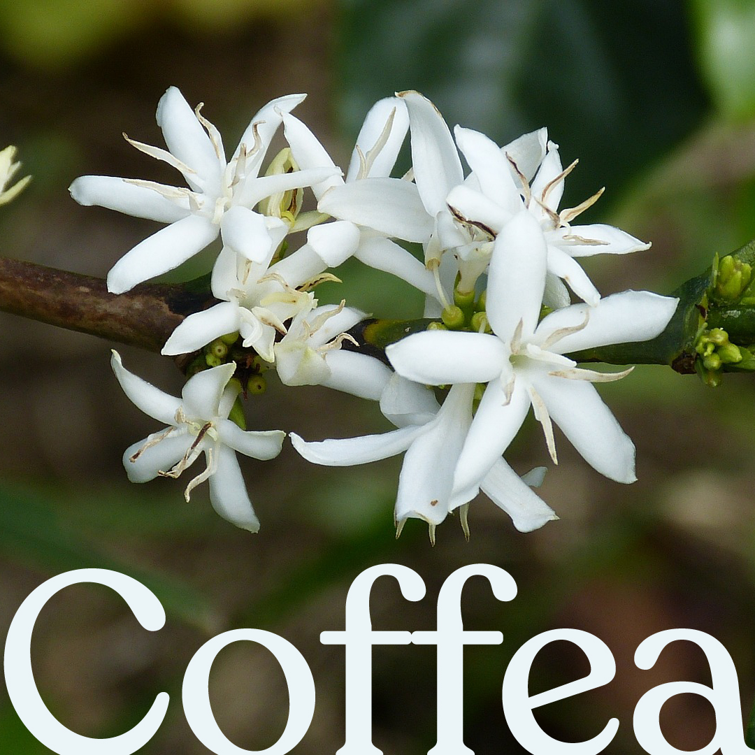 Café Conserva tweet media