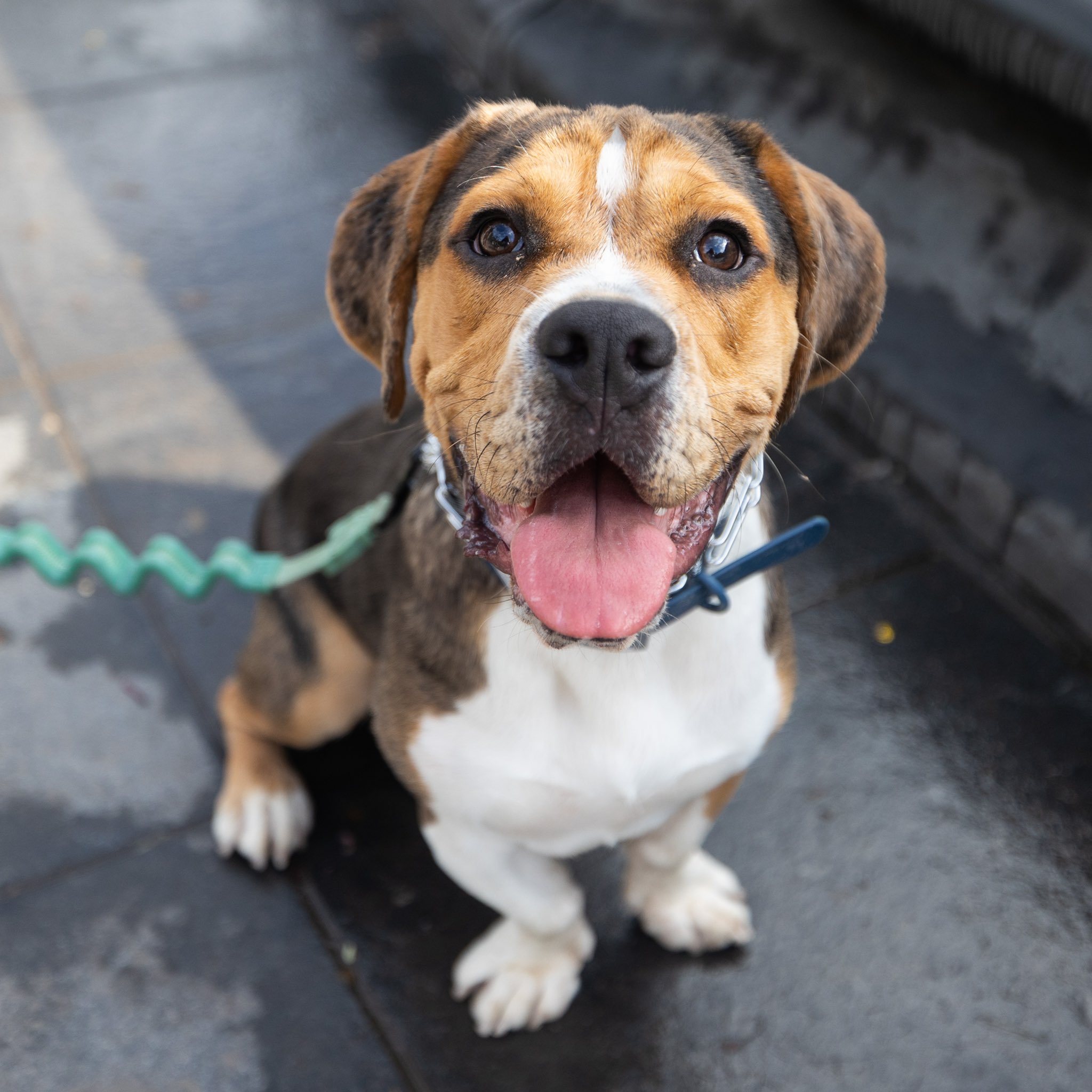 notifikation Governable fragment The Dogist on Twitter: "Arthur, Beagle/English Bulldog mix (2 y/o),  Washington Square Park, New York, NY • “He eats around his vegetables. He's  definitely a carnivore. His favorite food is stale pizza.”