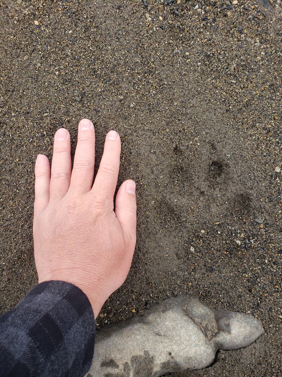 SP_TheGeologist's tweet photo. Wolf and bear tracks in Alaska! Saw plenty from the helicopter, but not at the outcrop. Crazy to realize they were so close! Yeah, I know modern tracks aren't #Geology, but I wouldn't have seen them without it!

Modern #ichnology

#fieldwork https://t.co/QL5Af8AdPG