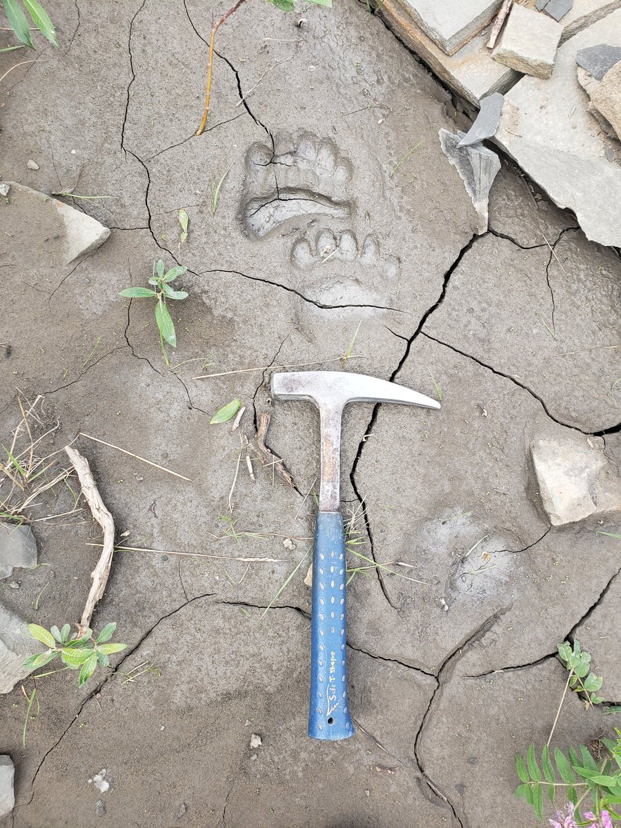 SP_TheGeologist's tweet photo. Wolf and bear tracks in Alaska! Saw plenty from the helicopter, but not at the outcrop. Crazy to realize they were so close! Yeah, I know modern tracks aren't #Geology, but I wouldn't have seen them without it!

Modern #ichnology

#fieldwork https://t.co/QL5Af8AdPG