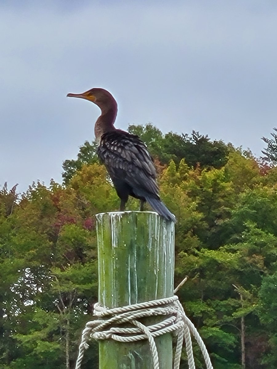It's amazing the sites to be seen when on a charter. This fella frequents the dock near Kathy C. Waiting for food as it opens its huge wings that look like armor, to dry. Does anyone know what kind of bird this is?!?