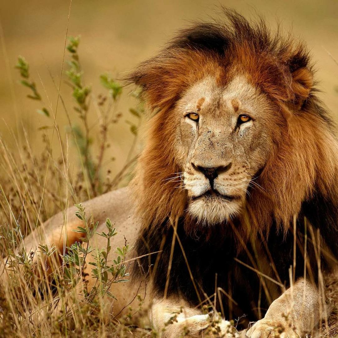 Lion🦁

African lions have always been admired for being symbols of courage and strength.The cat is easily recognised both by the male's mane and the roar which can be heard from five miles away. Have you ever heard a lion roar? 🧡
.
.
.
.