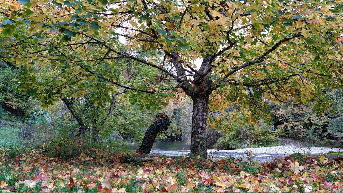 iratiaritza's tweet photo. 🍂🍁🍀🍁Colores del otoño en Irati Aritza. Udazkeneko koloreak, Irati Aritzan! 

https://t.co/XH1fjW2XkO

#otoño #udazkena #irati #iratiaritza #iratiorreaga #aribe #aezkoa #valledeaezkoa #pirineonavarro https://t.co/G6Qy6aAqUw