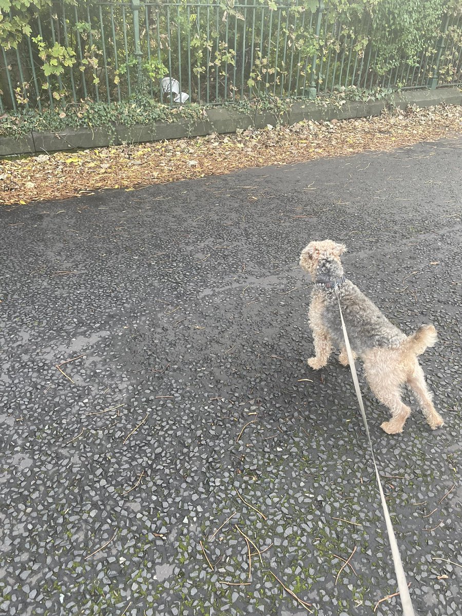 BearTerrier's tweet photo. Sure I could see a cat I was standing for ages waiting but nothing appeared 🥴🐾🐾 https://t.co/vzwszacWuI