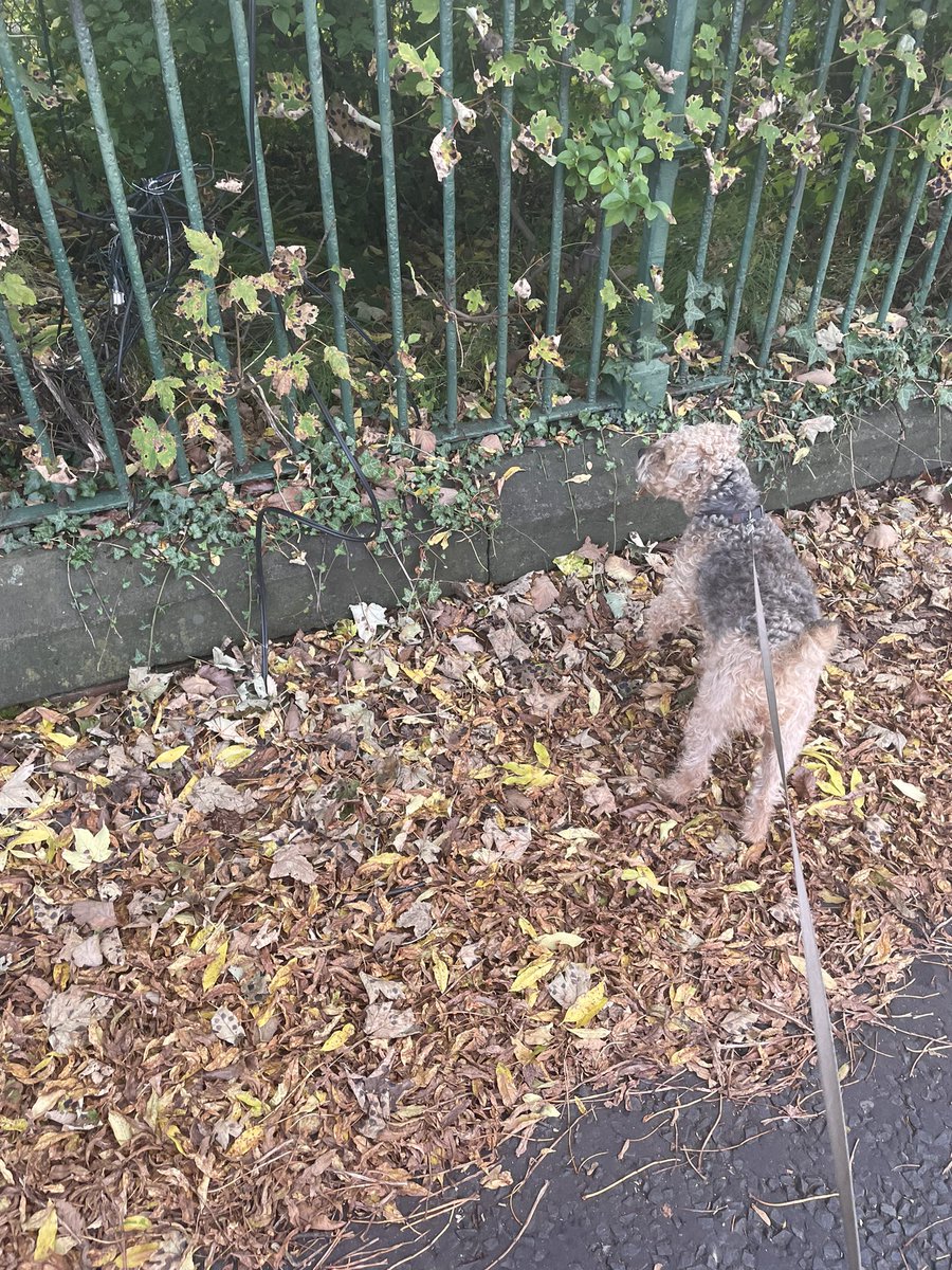 BearTerrier's tweet photo. Sure I could see a cat I was standing for ages waiting but nothing appeared 🥴🐾🐾 https://t.co/vzwszacWuI