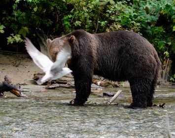 HomalcoTours's tweet photo. Photo bomb... Westcoast style. π»
π·: Marnee Pearce
#homalcotours #discoverhomalco https://t.co/Sl63DZQKug