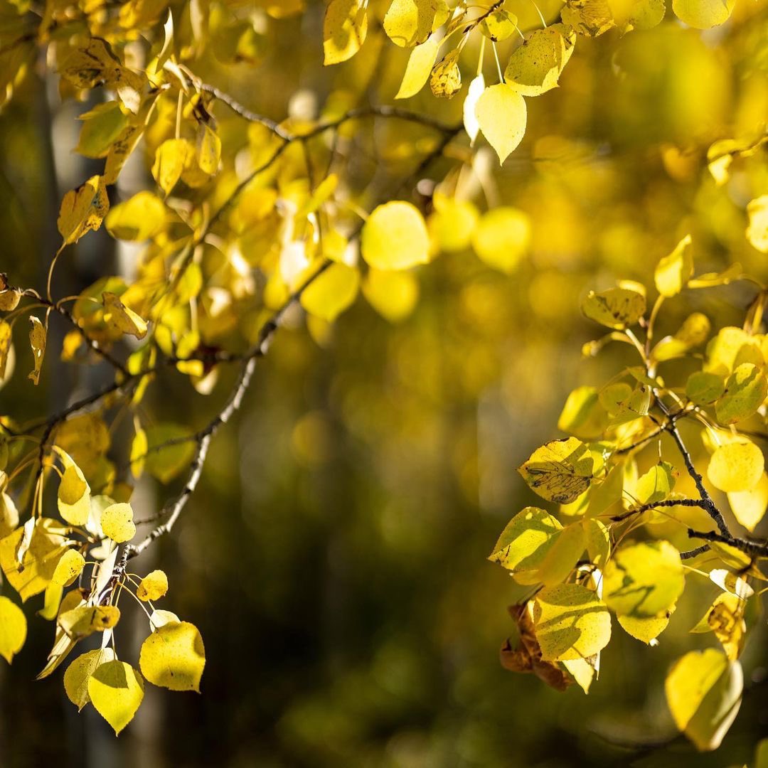 PenkeeMedia's tweet photo. Had to share the last of these fall photos.  I was playing around with the @canoncanada RF 5Omm L series lens and love fall foliage soooo you get pictures of leaves and trees.  #rf50mmf12 #canoneosr5 #canonroadtrip2021 #yegphotographer #fallfoliage #alberta https://t.co/s1s2eJEJ5k