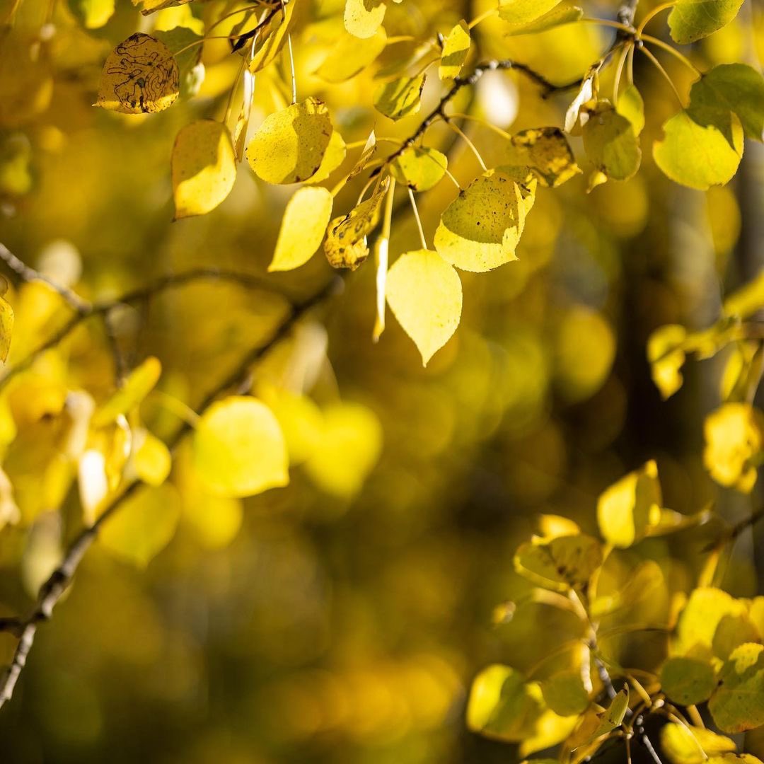 PenkeeMedia's tweet photo. Had to share the last of these fall photos.  I was playing around with the @canoncanada RF 5Omm L series lens and love fall foliage soooo you get pictures of leaves and trees.  #rf50mmf12 #canoneosr5 #canonroadtrip2021 #yegphotographer #fallfoliage #alberta https://t.co/s1s2eJEJ5k