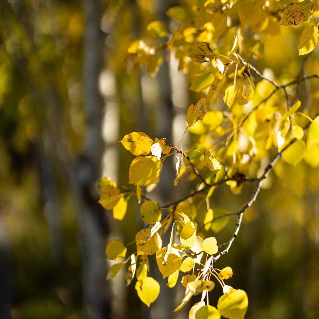 PenkeeMedia's tweet photo. Had to share the last of these fall photos.  I was playing around with the @canoncanada RF 5Omm L series lens and love fall foliage soooo you get pictures of leaves and trees.  #rf50mmf12 #canoneosr5 #canonroadtrip2021 #yegphotographer #fallfoliage #alberta https://t.co/s1s2eJEJ5k