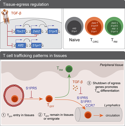 Journal of Experimental Medicine (@jexpmed) on Twitter photo .<a href="/maxevrard/">Maximilien Evrard</a> <a href="/LMackayLab/">Mackay Lab</a> and colleagues <a href="/TheDohertyInst/">Doherty Institute</a> find that S1PR5 expression impairs TRM cell differentiation by preventing T cell entry and promoting T cell egress from peripheral tissues bit.ly/3nluiOh .<a href="/maxevrard/">Maximilien Evrard</a> <a href="/LMackayLab/">Mackay Lab</a> and colleagues <a href="/TheDohertyInst/">Doherty Institute</a> find that S1PR5 expression impairs TRM cell differentiation by preventing T cell entry and promoting T cell egress from peripheral tissues bit.ly/3nluiOh