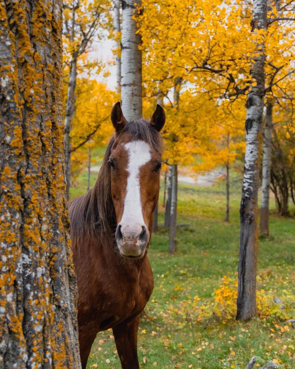 PenkeeMedia's tweet photo. got to take some photos of that beautiful connection between a little girl and her horse. 🐎💕💕

#autumn #photography #yegphotographer #fallphotoshoot  #horsephotograpy #agirlandherhorse #familyphotoshoot #yeglocal #momboss #myownboss #penkeeproductions https://t.co/oPdNEK2t7v