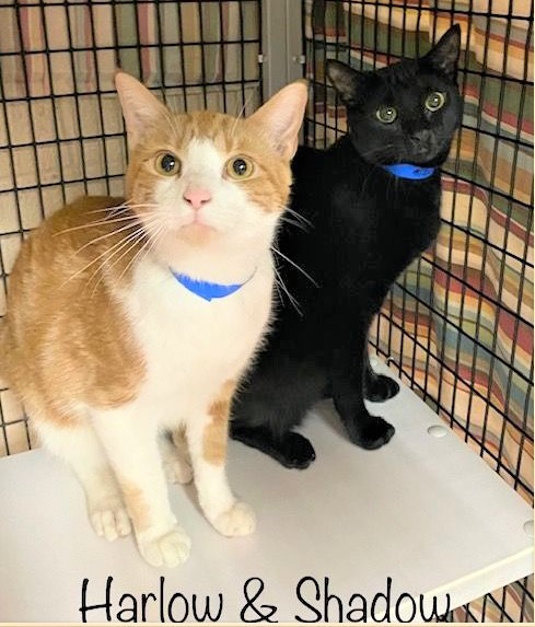 🙏🏽PLZ KEEP SHARING
💖SWEET 1YO BROTHERS "HARLOW" &amp; "SHADOW"💖
😿💔DUMPED BY OWNER
📢STILL NEED #ADOPTION OR #RESCUE🚒
📍ID 631716 - Shadow, Black
📍ID 631717 - Harlow, Orange/Wht
➡Cage PT 5 facebook.com/cobbcountykitt…
🙏🏽#ADOPT #PLEDGE #AdoptDontShop 
#MARIETTA #GA <a href="/cobbkitties/">Cobb County Kitties</a> #CAT