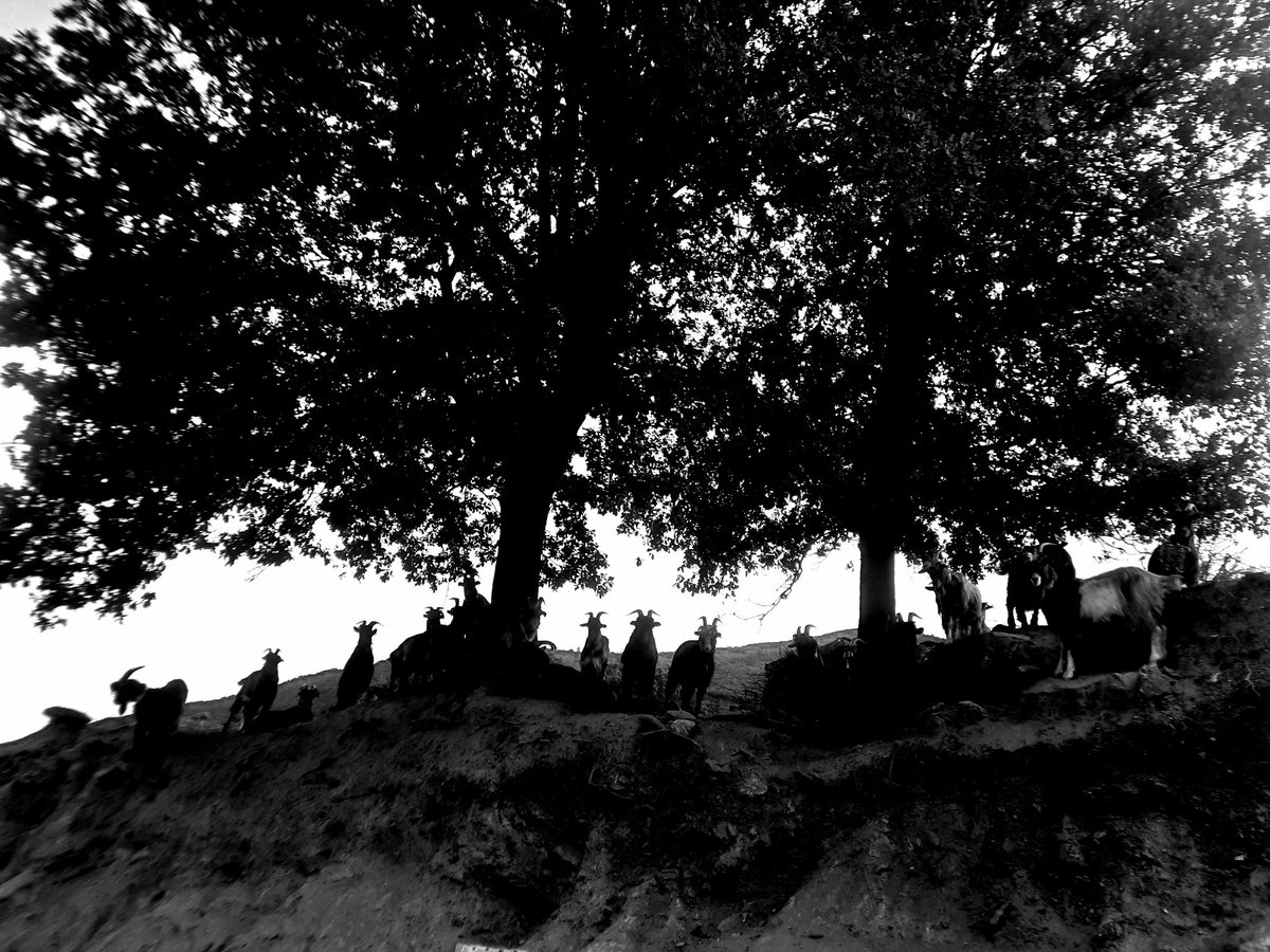 HanscotteDavid's tweet image. ##altiani