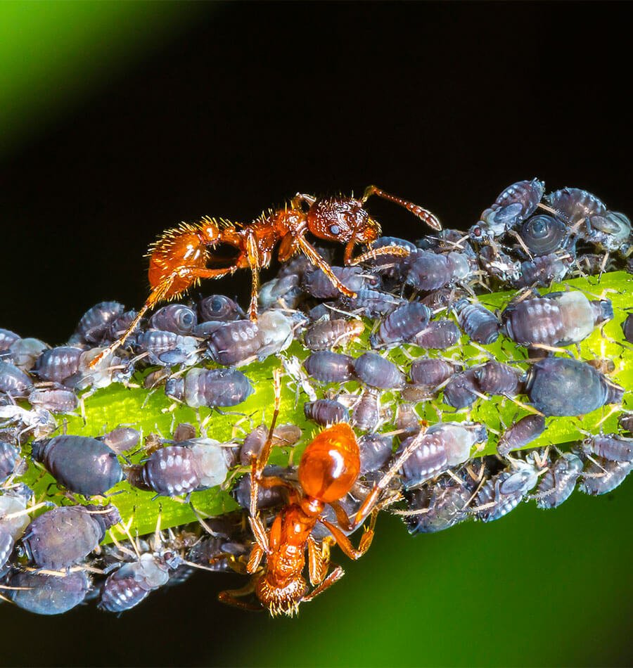 BioTay's tweet image. 13/13 Algunos insectos son incluso ultrasociales (cultivan otros organismos). Gracias a ellos sabemos que cuando más dependiente se es del grupo, menos dependiente se es del comportamiento de uno mismo, y por ello el cerebro tiende a reducirse. Parece ser que nos está ocurriendo