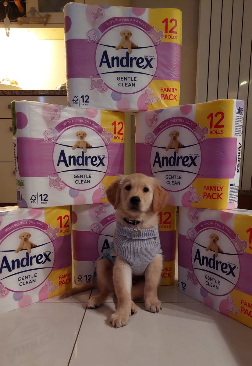 fraserforrest's tweet photo. @AndrexUK need a model? This is my boy Zac ❤️ https://t.co/RusuGmABZP