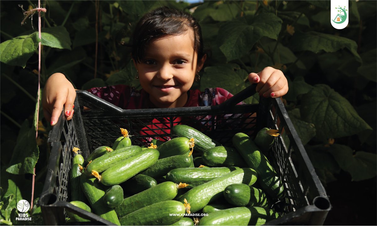 kparadiseorg's tweet photo. in the agriculture sector. The cucumber crop is our second crop after the tomatoes one during this year.
#Protection #Safe_Spaces #Northern_Syria
#PSS #Idlib #Therapeutic #Gardening #Agriculture #Livestock https://t.co/9JDNbH9Ew1