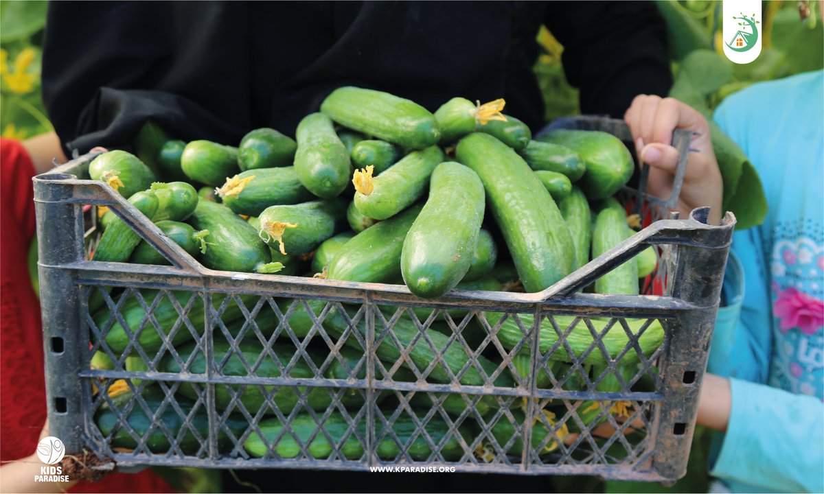 kparadiseorg's tweet photo. in the agriculture sector. The cucumber crop is our second crop after the tomatoes one during this year.
#Protection #Safe_Spaces #Northern_Syria
#PSS #Idlib #Therapeutic #Gardening #Agriculture #Livestock https://t.co/9JDNbH9Ew1