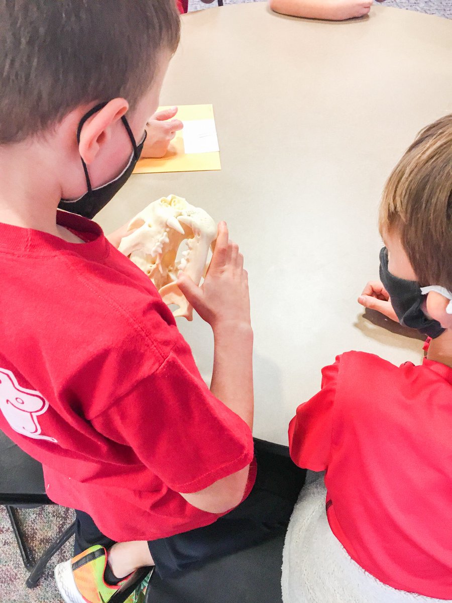 msmcclain204's tweet photo. Third Grade Field Trip - Oaks Museum
Student (pointing to zebra): “He looks like ice cream.”
#FridayFunday #HampdenDragons https://t.co/IfJBGGppi1