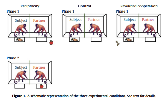 Animal Behavior Society (@animbehsociety) on Twitter photo Do capuchin #monkeys engage in calculated reciprocity?
Article in #AnimalBehaviour (<a href="/AnimBehSociety/">Animal Behavior Society</a>) by Gabriele Schino, Valeria Ferrario & <a href="/AddessiElsa/">Elsa Addessi</a>: tinyurl.com/k58h5j2u
#primates #primatology #behavior #behaviour Do capuchin #monkeys engage in calculated reciprocity?
Article in #AnimalBehaviour (<a href="/AnimBehSociety/">Animal Behavior Society</a>) by Gabriele Schino, Valeria Ferrario & <a href="/AddessiElsa/">Elsa Addessi</a>: tinyurl.com/k58h5j2u
#primates #primatology #behavior #behaviour