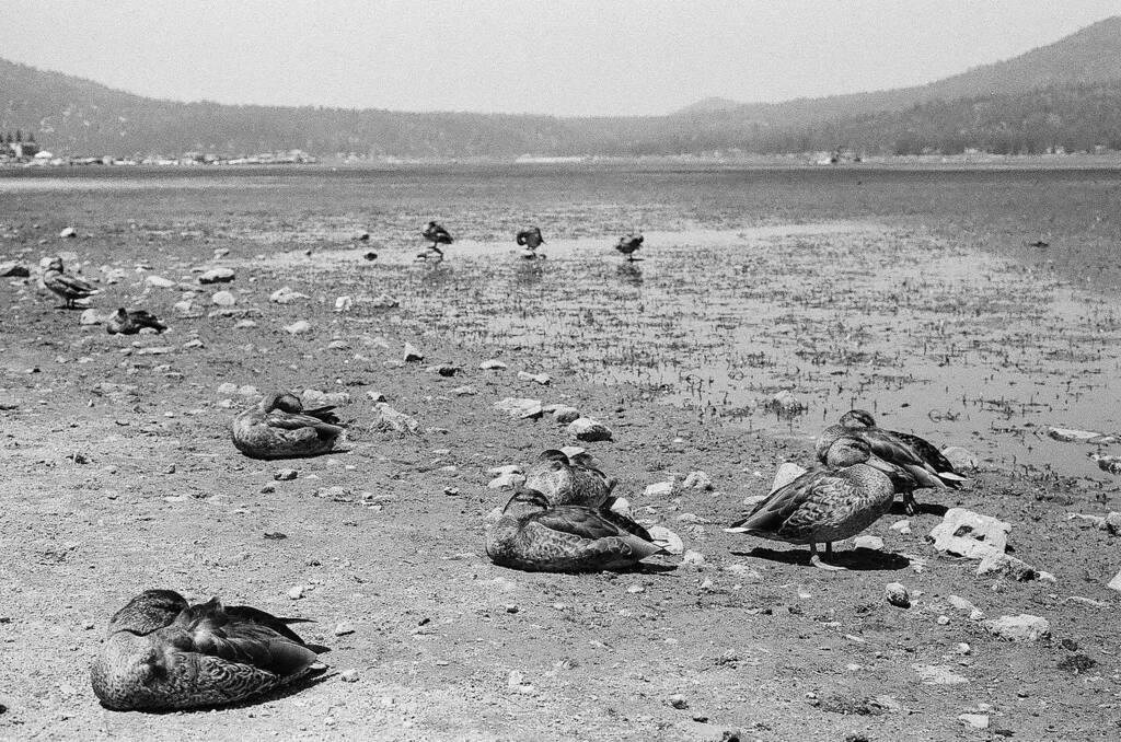 EMP_Creative's tweet photo. Napping ducks in a receding lake shore
.
#empfilmseries #shotonfilm #filmchallenge #filmisnotdead #35mm #illford #illfordhp5 #bnwfilm #blackandwhitefilm #bwfilmphotography #nikonf3 #composure #frametheshot #shootfilmmag #keepfilmalive #filmdiscovered #in… https://t.co/ZOXAlcvxlk https://t.co/RRCyUBA8BR