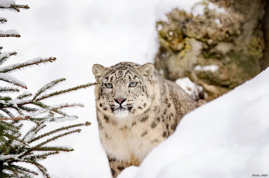 UN's tweet photo. There are only 4,000-7,500 snow leopards left in the world. 

On Saturday's #SnowLeopardDay, go #WildForLife to help spread the word on the need to end illegal poaching &amp; trafficking. https://t.co/LfczBLJZlE https://t.co/LLoOJLuAYF
