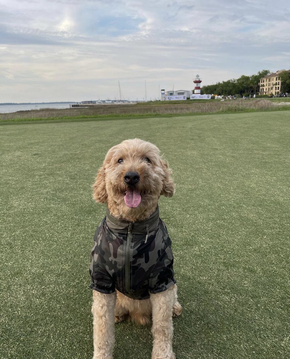 RBC_Heritage's tweet photo. 🐶 BREAKING: The pup-arazzi spotted a good boy on the fur-way. He was overheard saying …

 “Woof woof bark!” 

Ruff translation: “Happy Friday, #PlaidNation!”

📸: IG/katie_phillipss https://t.co/qZL3SJd8zx