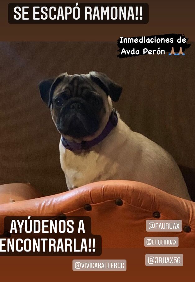 juanchiruax2008's tweet photo. Amigos, se perdio Ramona hace aproximadamente dos horas en la zona de peron y felix bogado si pueden darle RT para ver si alguien le encontro 0981245077 https://t.co/8DVdCweYQ7