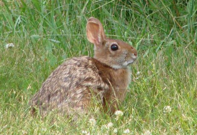 DYK that Working Lands for Wildlife is a nationwide effort? Across the country, from the Plains to the forests of New England, landowners are improving habitat through WLFW's win-win voluntary conservation approach. Just ask Peter Rabbit 🐰 🐰 buff.ly/3pjKJxi