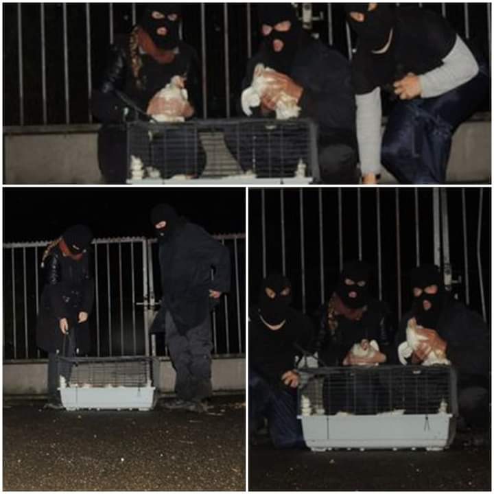 Frente de Liberación Animal tweet media