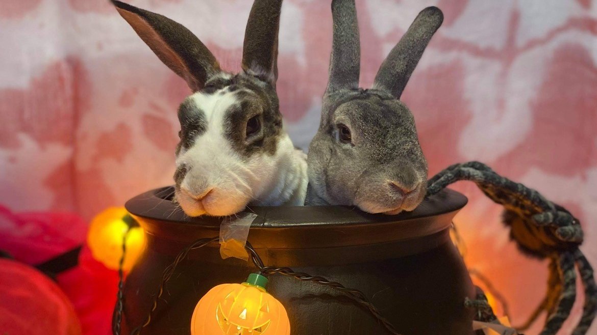 NorthPeaceVet's tweet photo. Halloween is just around the corner, and some pets can find the experience to be stressful. No matter how you are celebrating safely this year, here are some tips to help your pet stay brave on the most frightful night of the year:  https://t.co/NGBxw86wV7👻🎃 https://t.co/LpUf0Tpmr5