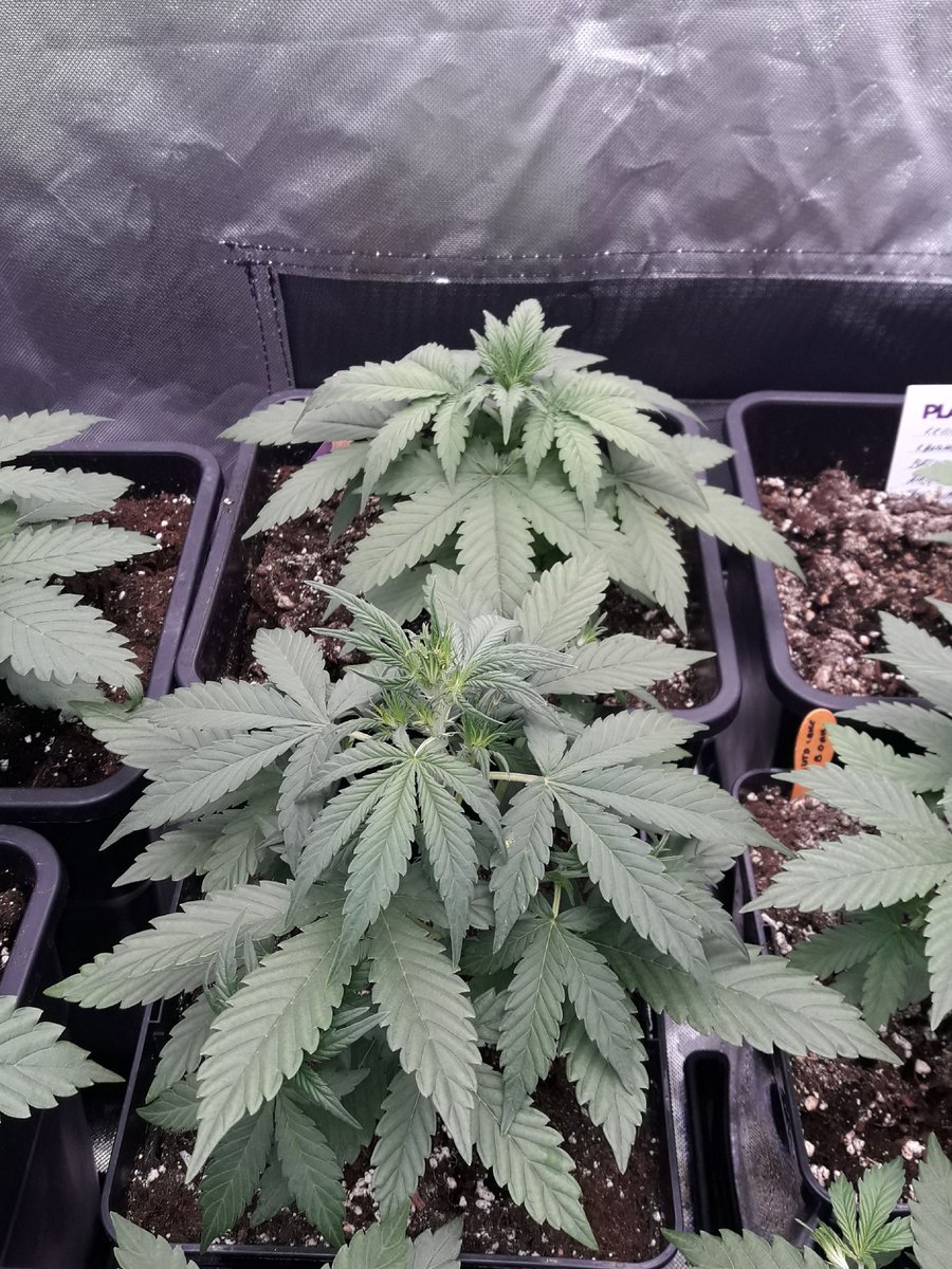 AdrycManellson's tweet photo. Weed Noche Verde Mundo, eléctricas Luces iluminan #AdrycsCove y #ThePureLed480Pro en un #PureTent #RefPet @ThePureFactory_ @DPlantasur lo hace con mis #Makaha y #SnowRipper #Fem @GreenbudSeeds #Vegetativo, #Sust #BatMix @PlagronAruba #SailingTheGreenSea #Natural.
Alegría...🧚♂️😎 https://t.co/4mJYXGtLEv