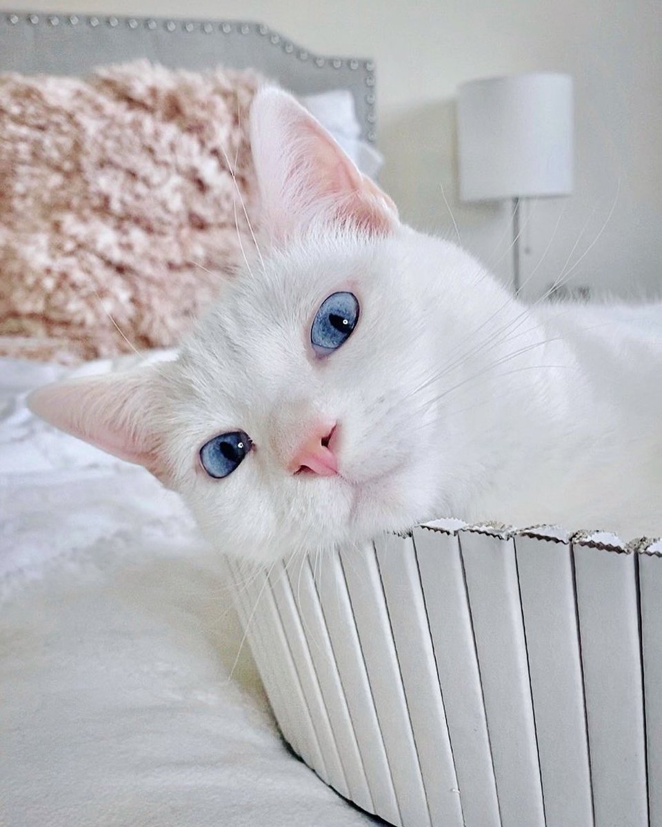 katriscat's tweet photo. What's up Friday?
📸 : @little_louie18
#catlifestyle
#meow #catlove #ilovemycat #catlife #catscratcher #catbed #catfurniture #katrisnest #rubmyback #katris #katriscat https://t.co/eoc2LLzpSx