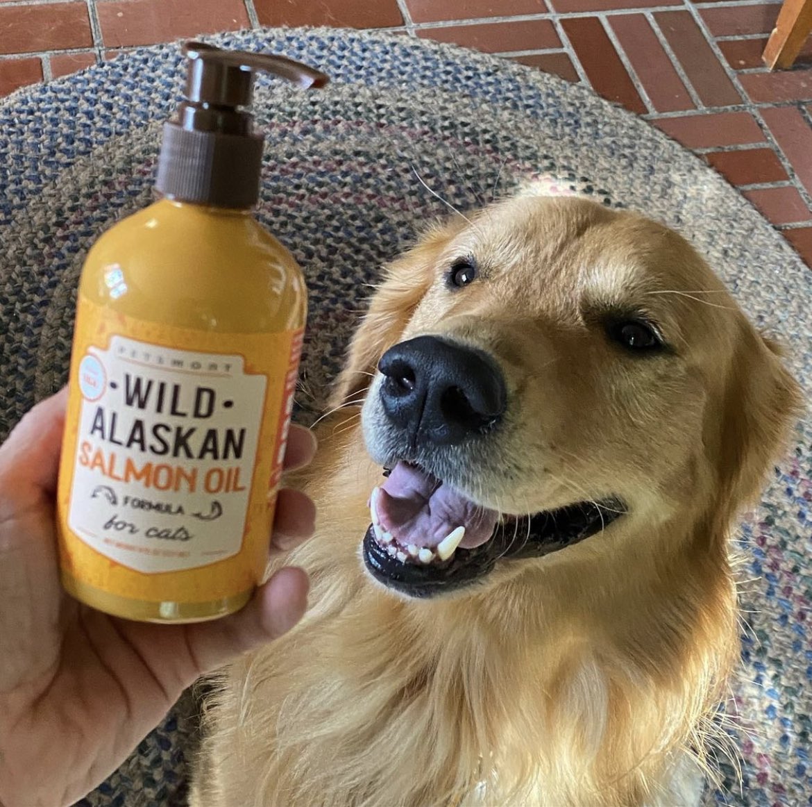 petsmont's tweet photo. Our Wild Alaskan Salmon Oil keeps your dog happy &amp; healthy! We love to see it!🤩 https://t.co/xWnxlpfV3p