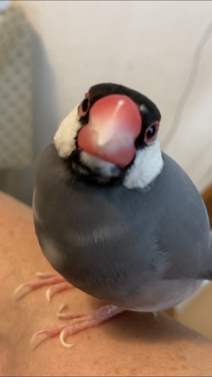 javasparrow2021's tweet image. めっちゃ見つめてきた😆