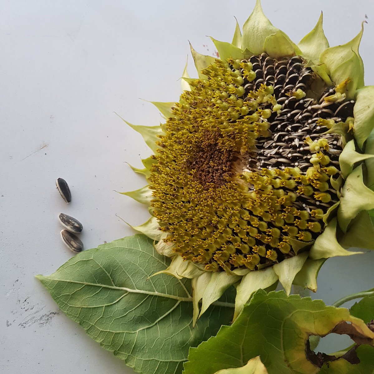 rachelbowenart's tweet photo. First time growing sunflowers and I was so excited to see these seeds from my first crop. #plantlover #sunflowers #sunflowerseeds #growthings #artist #nftcreator #nftscomingsoon https://t.co/47XxzsUgGP