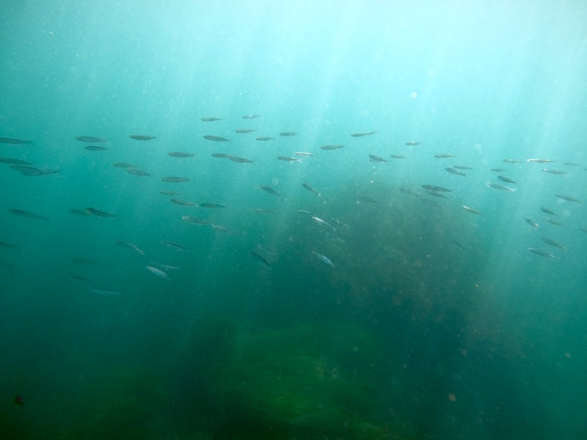CIMI_Science's tweet photo. Ending this week with another #fishfriday!! This picture shows topsmelt, which are a pelagic schooling fish.  😂 🤓 🐟 🐡 🐠  #cimiscience #topsmelt #anotherfishfriday #gigglefish #lateralline #pelagic #schoolingfish #catalinaisland #marinescience #sciencecamp #foxlanding https://t.co/CpoHPdol02