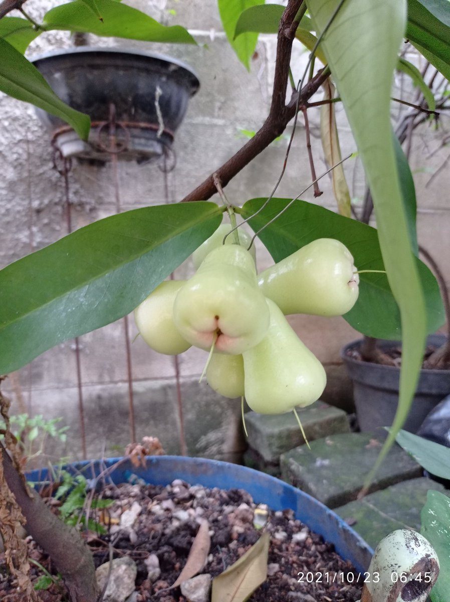 Tak intip ko koyo woh mangga😃🙏
Met pagi luur