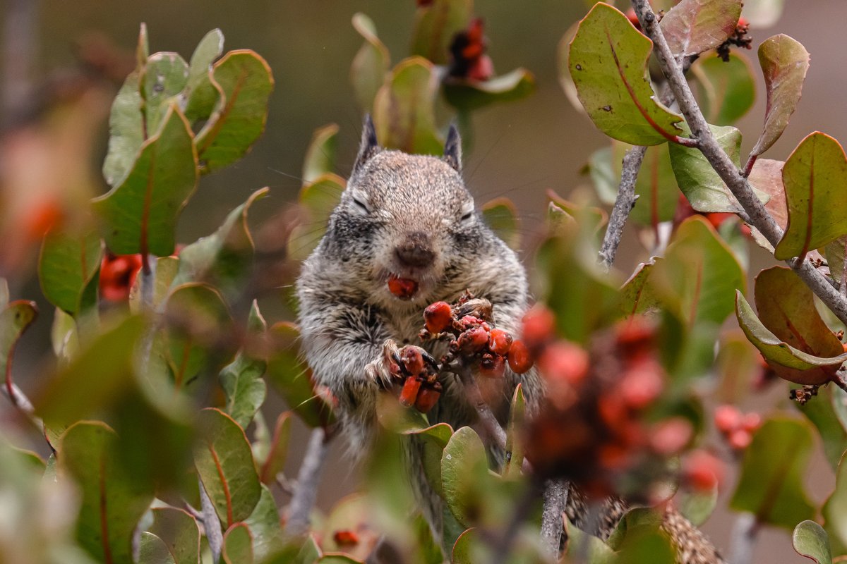 That’s tart!  

Lemonade Berry is a native woody shrub that produces small fruit or berries with a tart flavor like a lemon. The California ground squirrels at @CABRILLONPS like to munch on these pucker-inducing snacks.