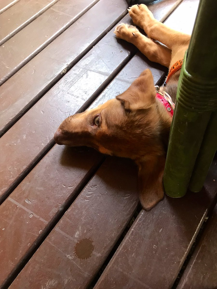 ArielaZibiah's tweet photo. Fierce service at #GingerCafe this morning โฆ hope the corner is okay for the #Lolobun hunty @TaleiTora ๐ถ come out and play #Suva, dayโs a good one. https://t.co/ut8VuFj5Ly