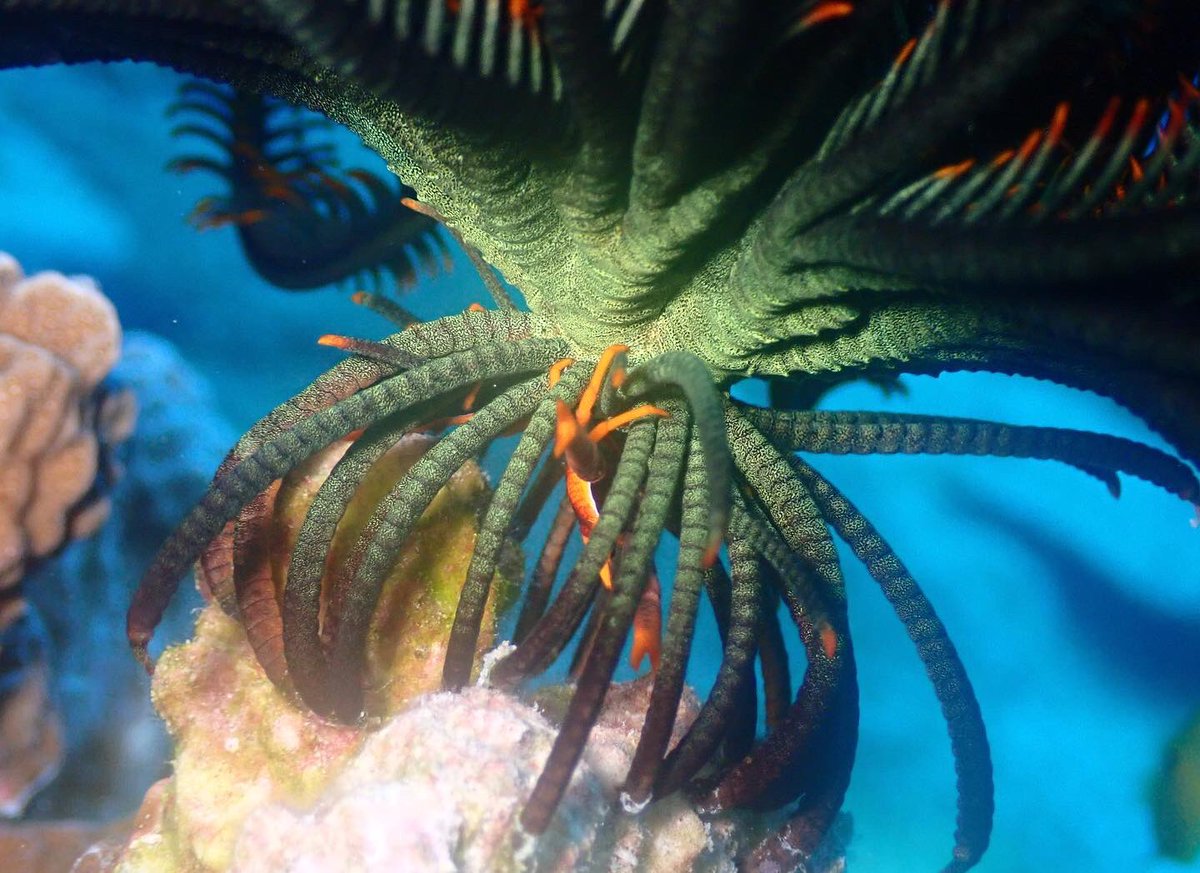 Finally spotted a #featherstar #squatlobster! Allogalathea live on #crinoids and feasts on food caught in the arms of the feather star. Not a bad set-up! And just look at that pointy nose! #teaminvert #crabs #palau #marinecritters #pacificislands